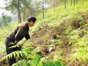 贵阳一农民毁林10亩入狱半年出狱后补种树木(图)