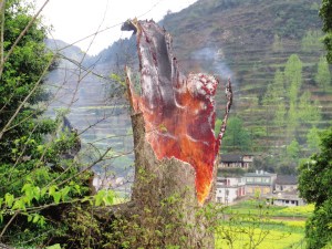 千年古楠遭雷击起火火自树干内部燃出(图)