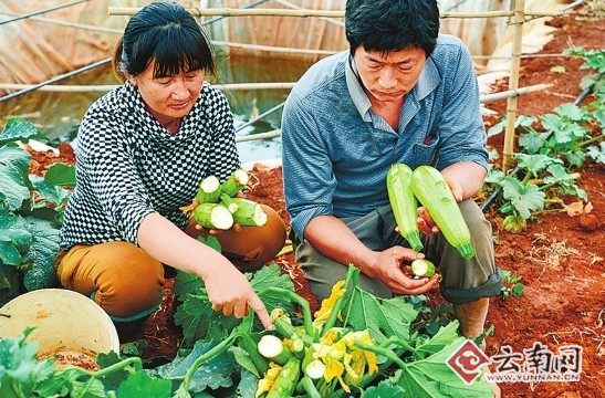 云南晋宁遭冰雹袭击作物受灾万余亩有汤圆大小