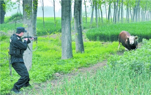 放牧牛“发疯”连伤2人特警开十几枪击毙(图)
