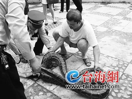3.8米长蟒蛇闯入小区三大汉合力擒获放生(图)