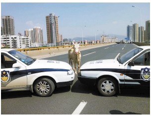 黄牛窜上公路交通瘫痪两小时7辆警车围堵(图)