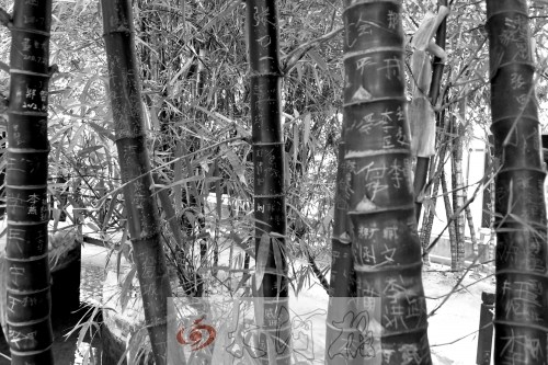 河南一植物园内珍稀花木被刻数万“到此一游”