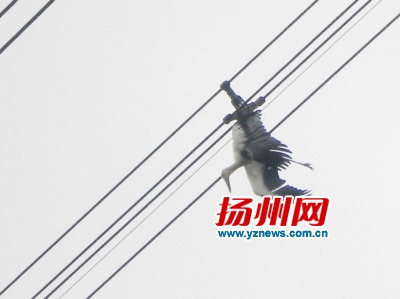 东方白鹳倒挂高压线现场复杂难以施救(图)