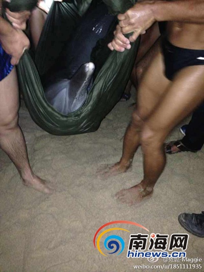 三亚:海豚搁浅众人合影终因失血过多死亡(图)