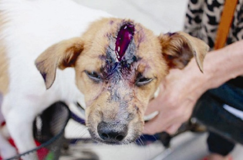 大人吵架小狗受牵连头被菜刀劈开缝50多针(图)