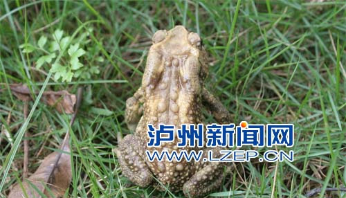 男子买一袋癞蛤蟆炒着吃饭后3小时毒发身亡(图)