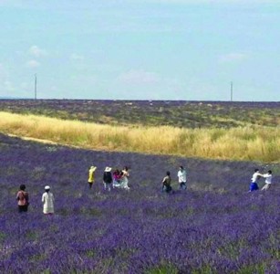 �й��ο�������˹Ϊ���մ�ܵ����˵�����Ӧ��ͼ��