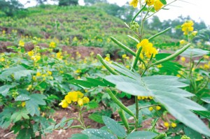 ũ���֡��ݱ����ȡ��������ѳ�����ҩ�����ӣ�ͼ��