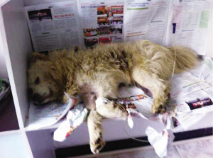 哈尔滨保护小动物组织成员揭秘贩狗黑幕(图)