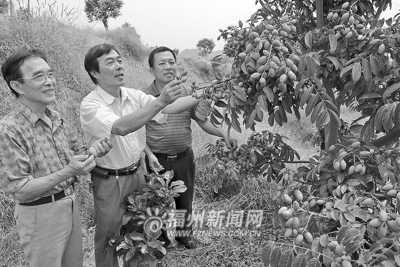 福州将大面积推广橄榄栽培新技术