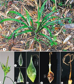 海南发现苔草新品种数量稀少十分珍贵(图)