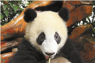 ���ݶ���԰��������è�����ƽ��سɶ������ס�