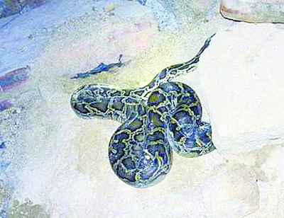 �������ݿ��������������������ͼ��