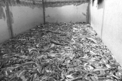 ���ڷ�������10���ũҩ�������ꡰ�����㡱