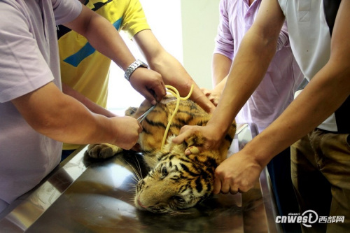 四个月大幼虎体检像孩童狂吼挣扎流眼泪(组图)