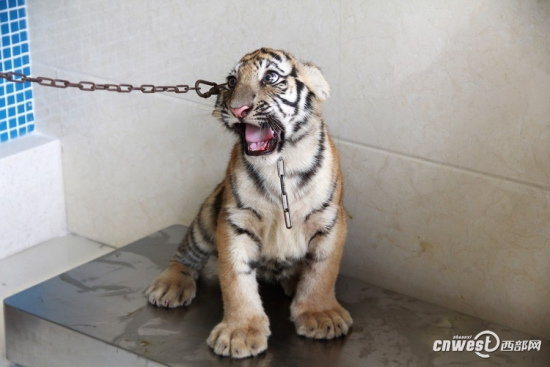 四个月大幼虎体检像孩童狂吼挣扎“哭鼻子”(图)(2)