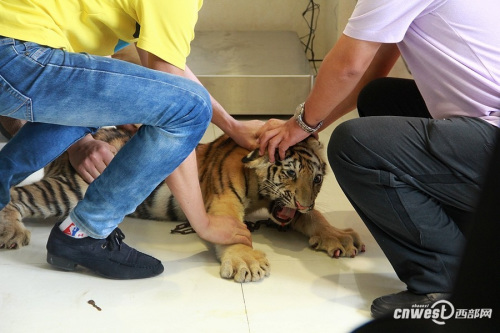 四个月大幼虎体检像孩童狂吼挣扎“哭鼻子”(图)(3)