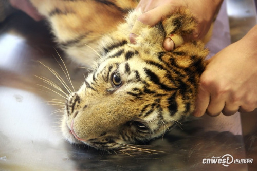 四个月大幼虎体检像孩童狂吼挣扎“哭鼻子”(图)(4)