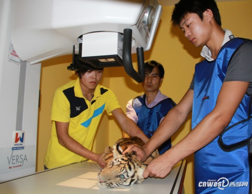 四个月大幼虎体检像孩童狂吼挣扎“哭鼻子”(图)(5)