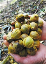 �����ٰ�ɽ�����������ء�ҡǮ�����䡰��������