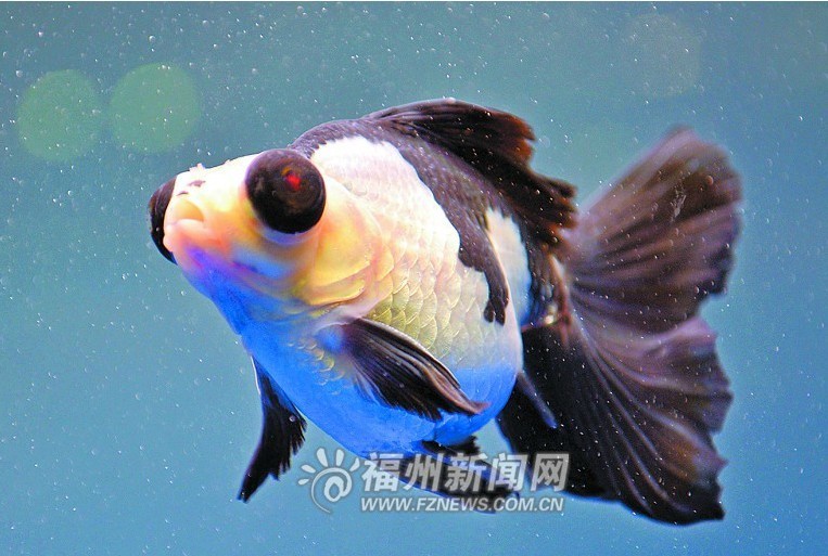 �����沩����ѡ���ܻ�ӭ���㡰��è��β����ڣ�ͼ��