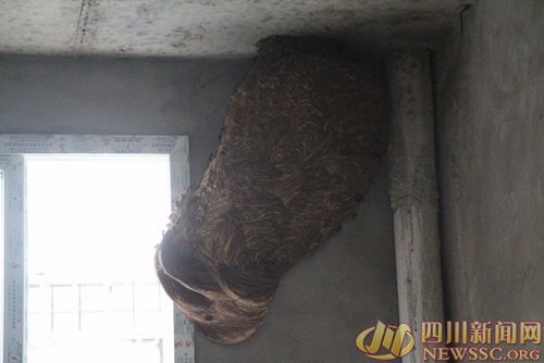 半人高马蜂窝霸占新房消防战士帮房主夺回
