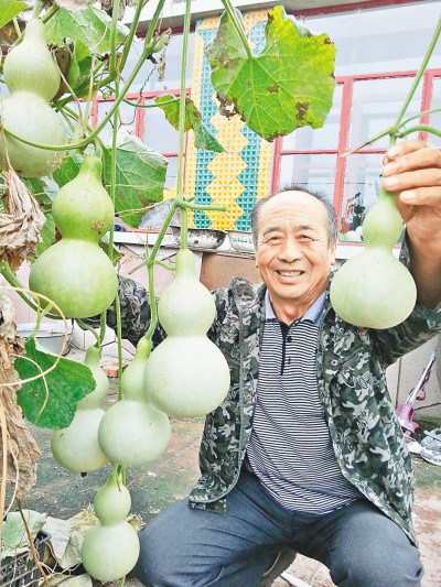 黑龙江一村民家一根葫芦藤结出七十个“葫芦娃”