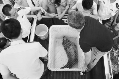 福建漳浦海域惊现小海豹已送厦门海底世界救护