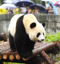 杭州动物园大熊猫“蜀云”坐飞机回成都“相亲”