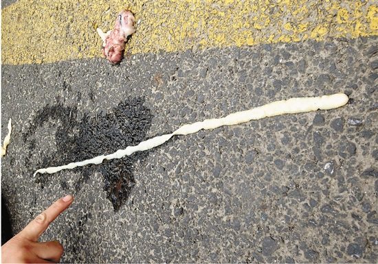 女子剖鱼发现1米多长寄生虫头会变形可伸缩(图)