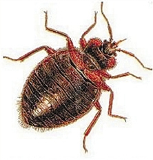 网传动车卧铺现吸血臭虫回应:已组织专业杀灭