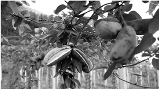 “奇葩”中药材:外形像茄子剥开口感像香蕉(图)