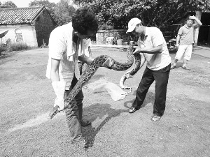 村民从水田挖出26斤大蟒蛇拒绝将其高价出售