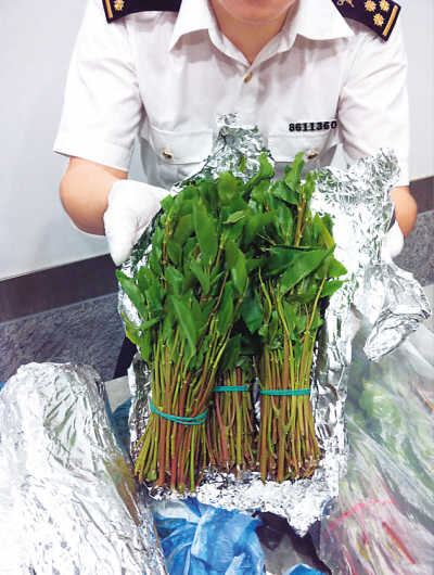 目前世界卫生组织已将恰特草归类为ii类软性毒品.