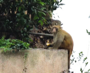 8楼橘子频频被盗住户蹲点抓捕凶手系猴子(图)