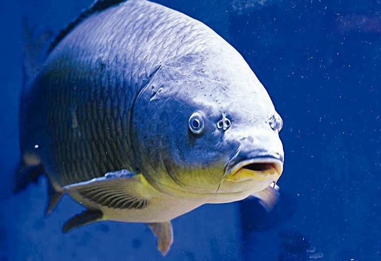 ɽ���ӽ��ֺ����ƺ������ش�15���ͼ��