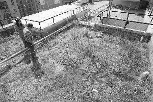 居民楼顶搞绿化遭人反对大堆泥土废弃楼顶两年