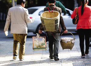 男子为证明所卖鸽子蛋为真提鸽笼上街叫卖(图)