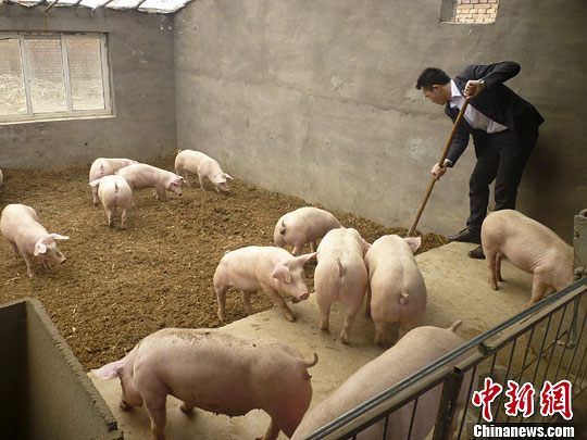“80后”大学生西装革履养猪种菜发展生态农业