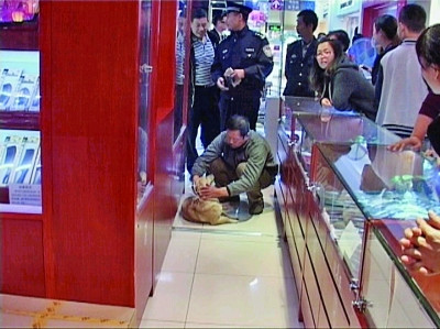 母狗窜进超市赖着不走行家10分钟“哄”进笼子