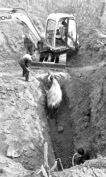 ����ĸţ����6���10����14Сʱ����ȳ�