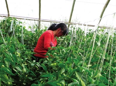 普通民妇践行诺言辛劳9年替亡夫还债8万元(图)