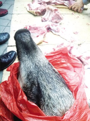 街头售野猪肉半小时被抢光相关人士称多为家养