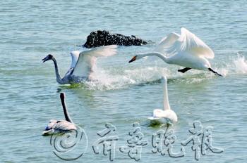 超200只大天鹅抵达山东荣成沿海(图)