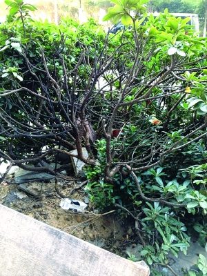 绿化带植被被油烟直喷熏死饭店:大不了我们换棵树