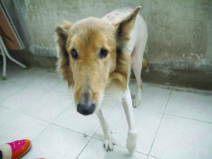 年迈主人去世忠犬徘徊家门一年不愿离开(图)