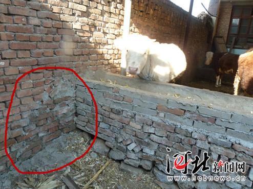 河北保定六旬老汉为防贼与牲口“同睡”(图)