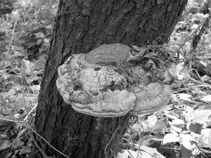 市民称在江边发现野生灵芝经专家鉴定为树舌(图)