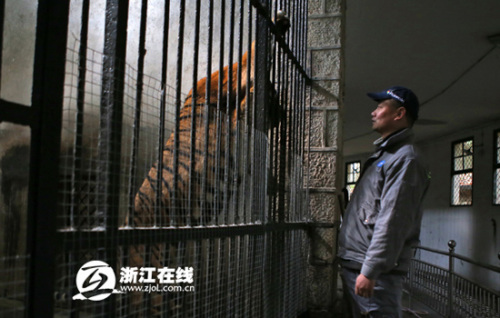 探秘猛兽饲养员:面对狮虎吼叫仍旧纹丝不动(图)